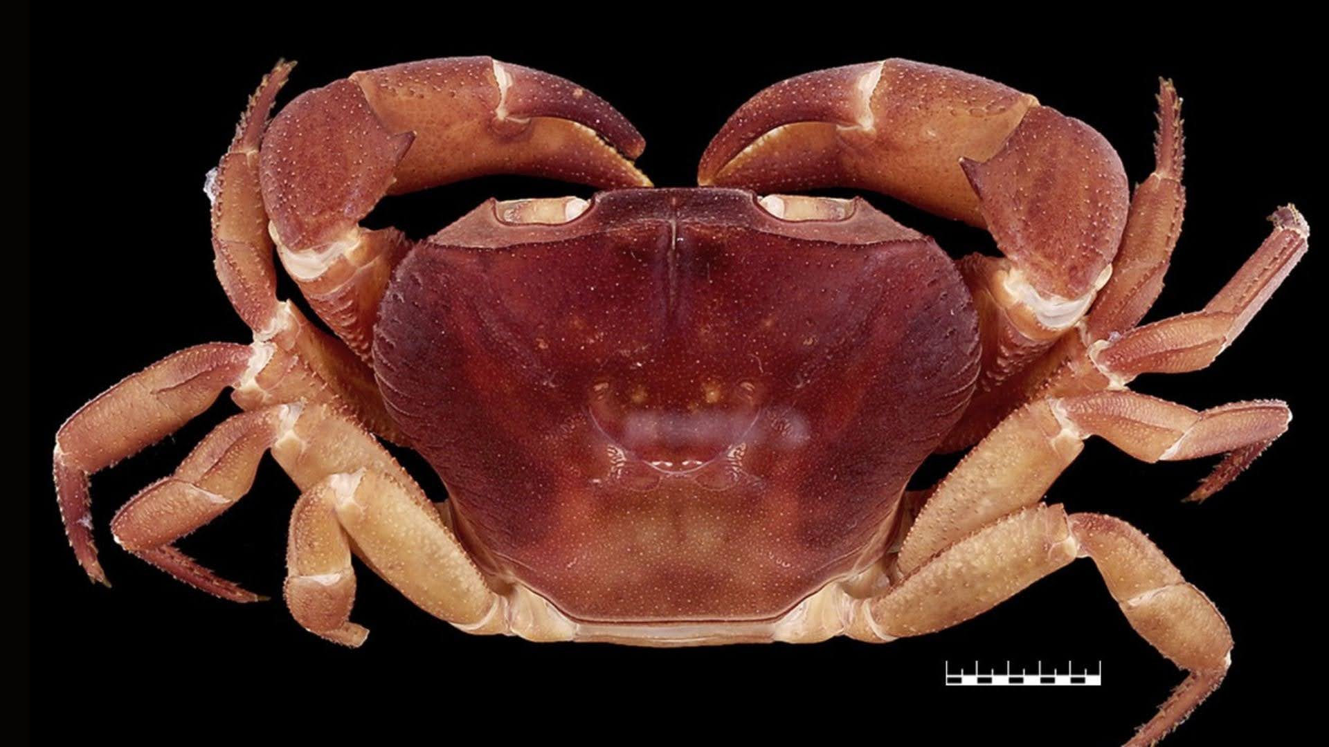 Crabs exhibiting both male and female characteristics observed for the first time